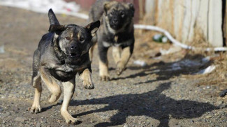 В Астрахани бездомные собаки напали на 13-летнюю девочку