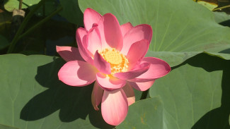 Трёх астраханцев оштрафовали за срыв и повреждение лотосов