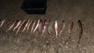 Астраханские полицейские за выходные выявили 9 фактов незаконного оборота водных биоресурсов