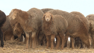 В Астраханской области появилась новая арашанская порода овец