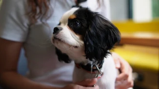 Какие заведения в Астрахани можно посещать вместе с питомцем?