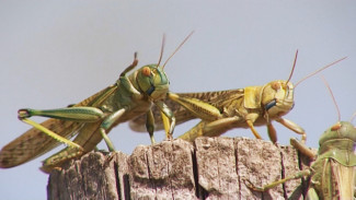 Астраханские учёные создали безопасный способ борьбы с саранчой