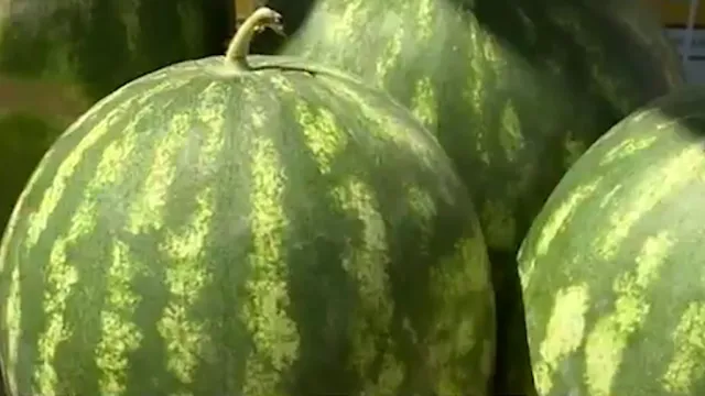 На рынках Астрахани появились арбузы