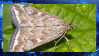 Чем опасно нашествие луговых мотыльков в Астраханской области