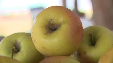 В Астраханской области приступили к сбору зимних яблок