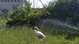 В Астраханской области на озере Баскунчак спасли лебедей