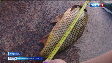 Астраханские рыбаки продолжают штурмовать берега водоёмов города
