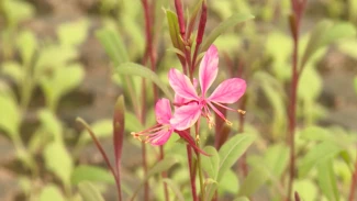 В Астрахани готовятся к высадке зелёных насаждений