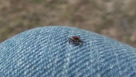 В Астраханской области начался сезон клещей