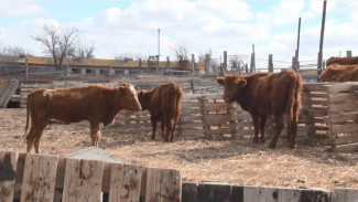 В Астраханской области на крестьянско-фермерском хозяйстве выявили нарушения 