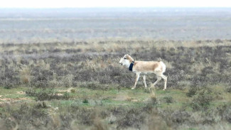 В Астраханскую область привезли ценное краснокнижное животное