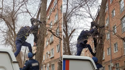 В Астрахани женщина застряла на дереве, пытаясь спасти кота