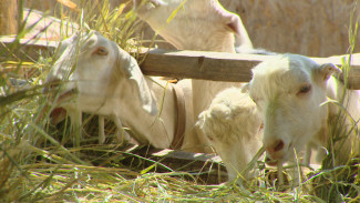 Астраханская семья организовала производство полезных молочных продуктов