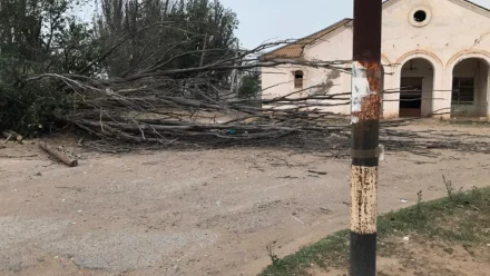 В Минздраве сообщили о состоянии девочки, на которую упало дерево под Астраханью