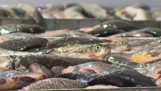 Промышленная рыбалка в Астраханской области подходит к завершению