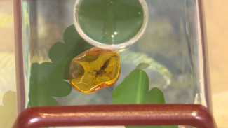 В Астрахани проходит выставка доисторических насекомых, застрявших в янтаре
