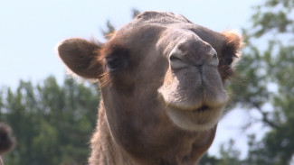 Верблюдов, которые пересекли границу Казахстана и Астраханской области, развернули обратно