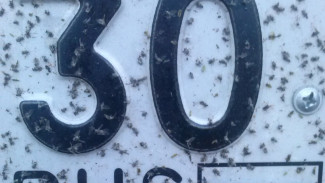 В Астраханской области начинается сезон мошки