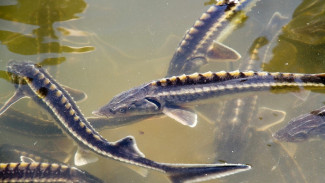 Игорь Бабушкин предложил чипировать астраханских осетров