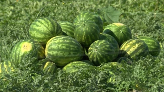 В Астраханской области планируют собрать не менее 300 тысяч тонн арбузов