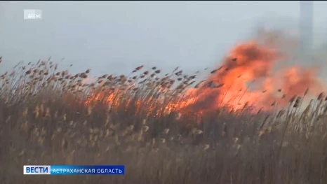 В Астраханской области зафиксировано более 470 возгораний сухой травы и камыша