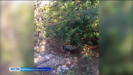 Во двор к астраханцу прилетел павлин
