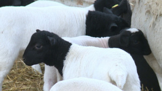 В Астраханской области стартовал масштабный проект по выращиванию дорперов