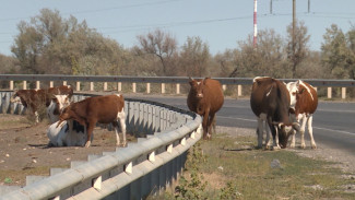Бесконтрольный выпас скота всё чаще становится причиной ДТП в Астраханской области