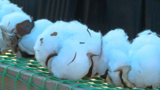 В Астраханской области выращивают хлопок под заказ