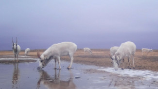 В Астраханской области число сайгаков в живой природе достигло 12 тысяч 