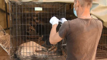 Игорь Мартынов ответил на обращение астраханцев по поводу бездомных собак