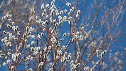 Сегодня 5 апреля отмечают Вербное воскресенье