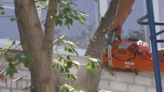 В Астрахани опилили почти 7 тысяч аварийных деревьев
