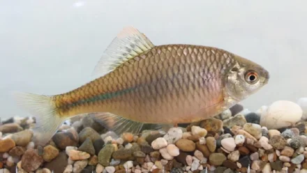 В Астраханском заповеднике учёные обнаружили новый вид рыб