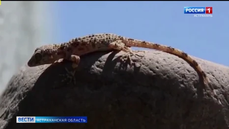 Особей краснокнижного геккона сейчас можно заметить в центре Астрахани