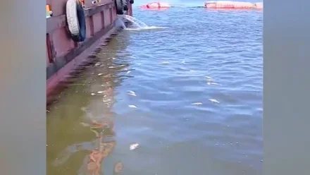 В астраханских пабликах появилось видео с погибшей воблой 