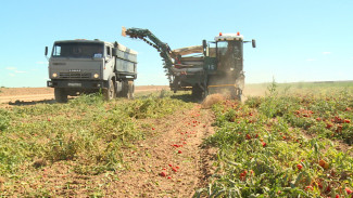 В Астраханской области практикуют сбор томатов с помощью комбайнов