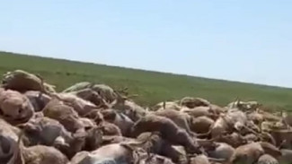 В соцсетях распространяется фейк о массовой гибели сайгаков в Астраханской области