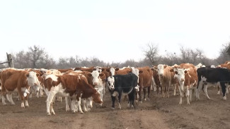 В Астрахани бесконтрольно гуляющих коров отправляют на "штрафстоянку"