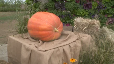 На агрофестивале под Астраханью представили гигантские тыквы