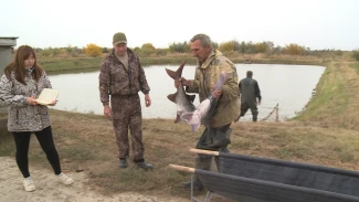 В астраханском прудовом хозяйстве разводят реликтовую рыбу