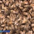 Пчёлы-мигранты пересекли астраханскую границу, а затем затерялись