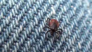 В Астраханской области 22 человека пострадали от укусов клещей