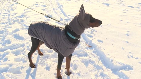 В Астраханские морозы утеплять нужно не только себя, но и питомцев