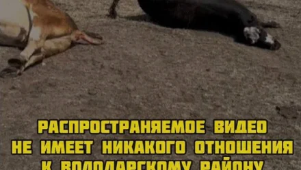 Информация о массовом падеже скота под Астраханью оказалась фейком