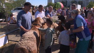 Чем запомнился первый агрофестиваль в Астрахани 