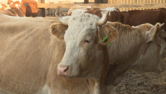 Под Астраханью фермер производит до 500 литров молока в сутки