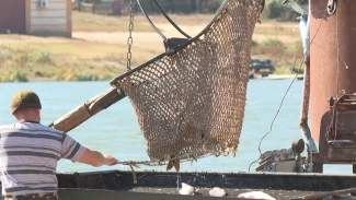 Как проходит промышленный лов рыбы в осеннюю путину