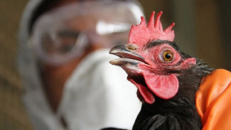 В Астраханской области на птицефабрике выявлен очаг птичьего гриппа