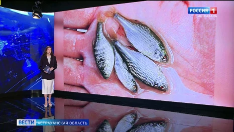 В астраханских водоемах у воблы появился конкурент